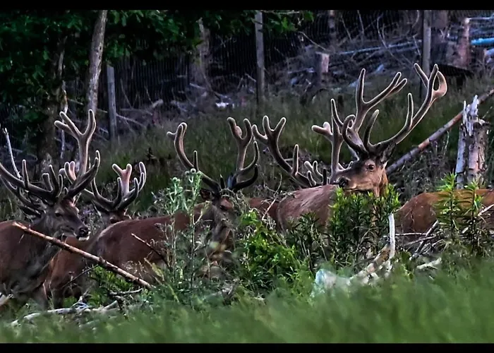 Haus Sohl Am Rothaarsteig Daire